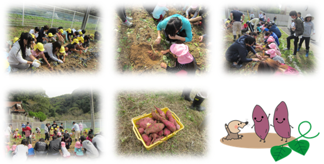 石見幼稚園と芋掘り交流